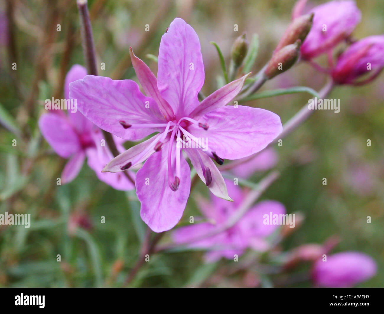 Alpine Willowherb (Epilobium dodonaei), flower Stock Photo