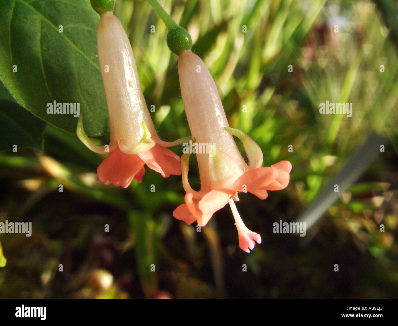 Smallflower Fescue (Fuchsia parviflora), flowers Stock Photo