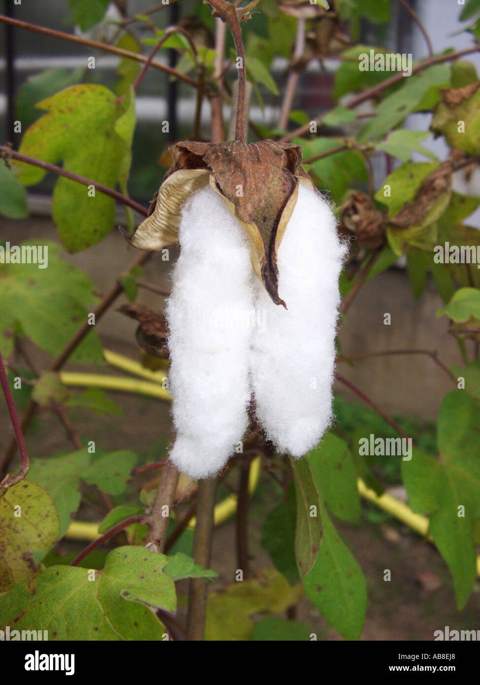 cotton (Gossypium barbadense), ripe fruits with white fibres Stock Photo