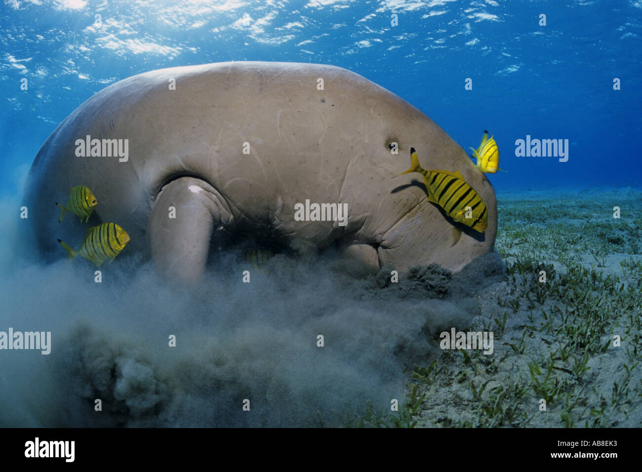 sea cow, dugong (Dugong dugon), with pilotfishes,grasing at sea bottom, Red Sea Stock Photo