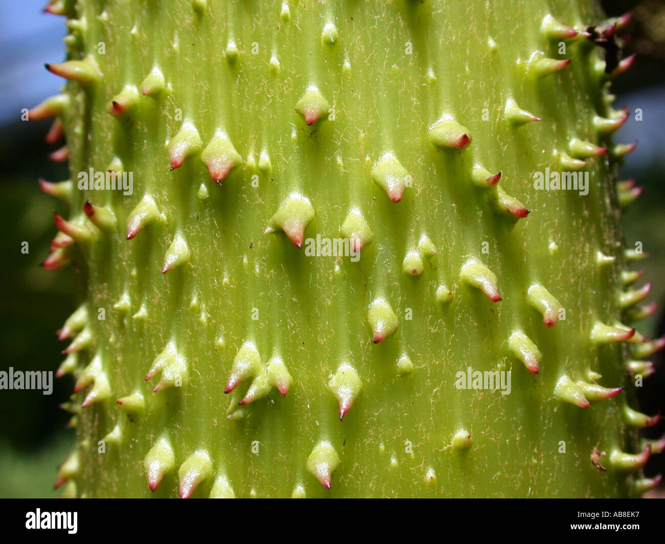 giant gunnera (Gunnera manicata), close-up view og the petiole Stock Photo