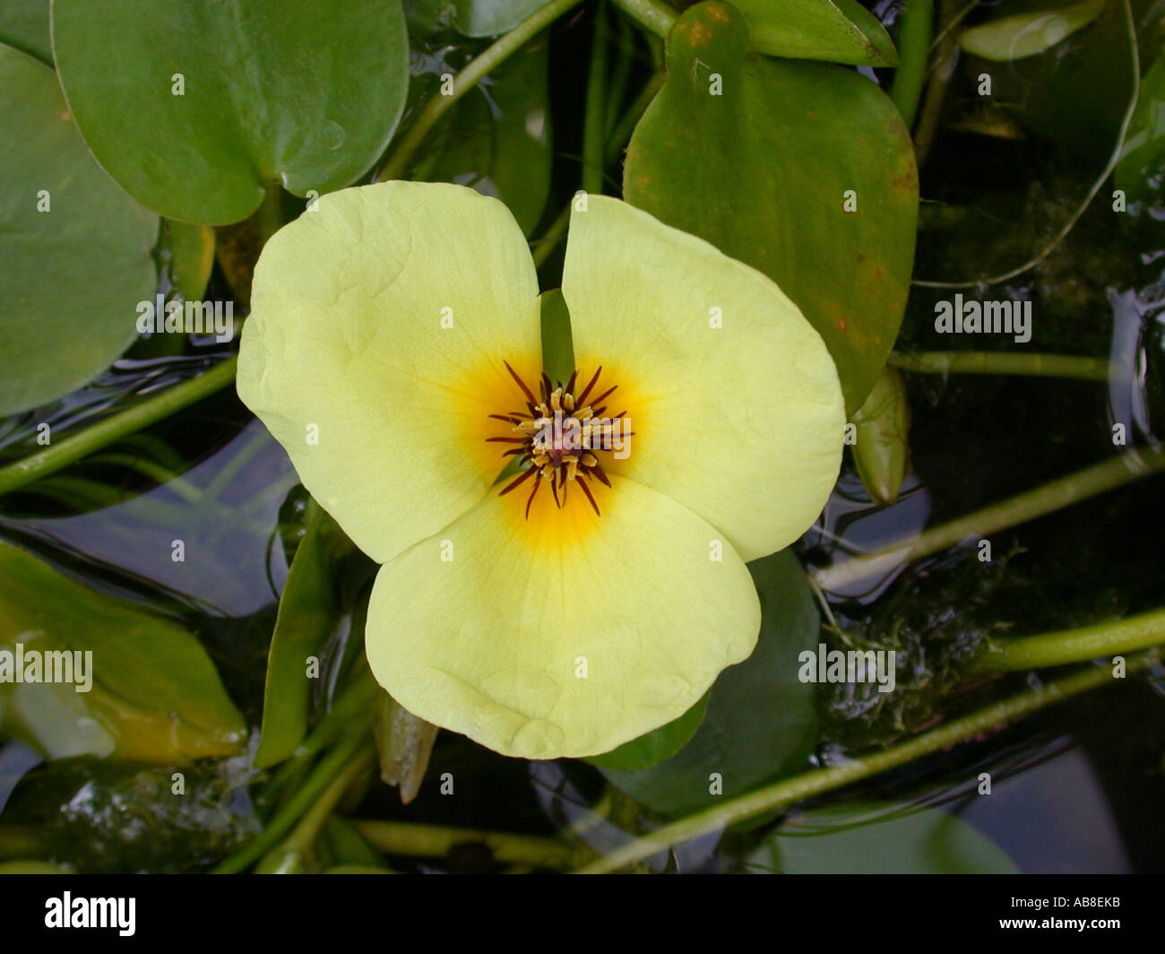 water poppy (Hydrocleys nymphoides), flower Stock Photo