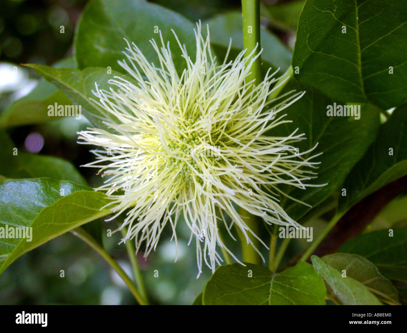 osage orange (Maclura pomifera), inflorescences Stock Photo Alamy