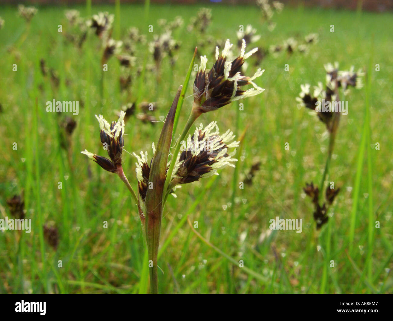 field wood-rush, sweeps brush (Luzula campestris), inflorescence Stock Photo