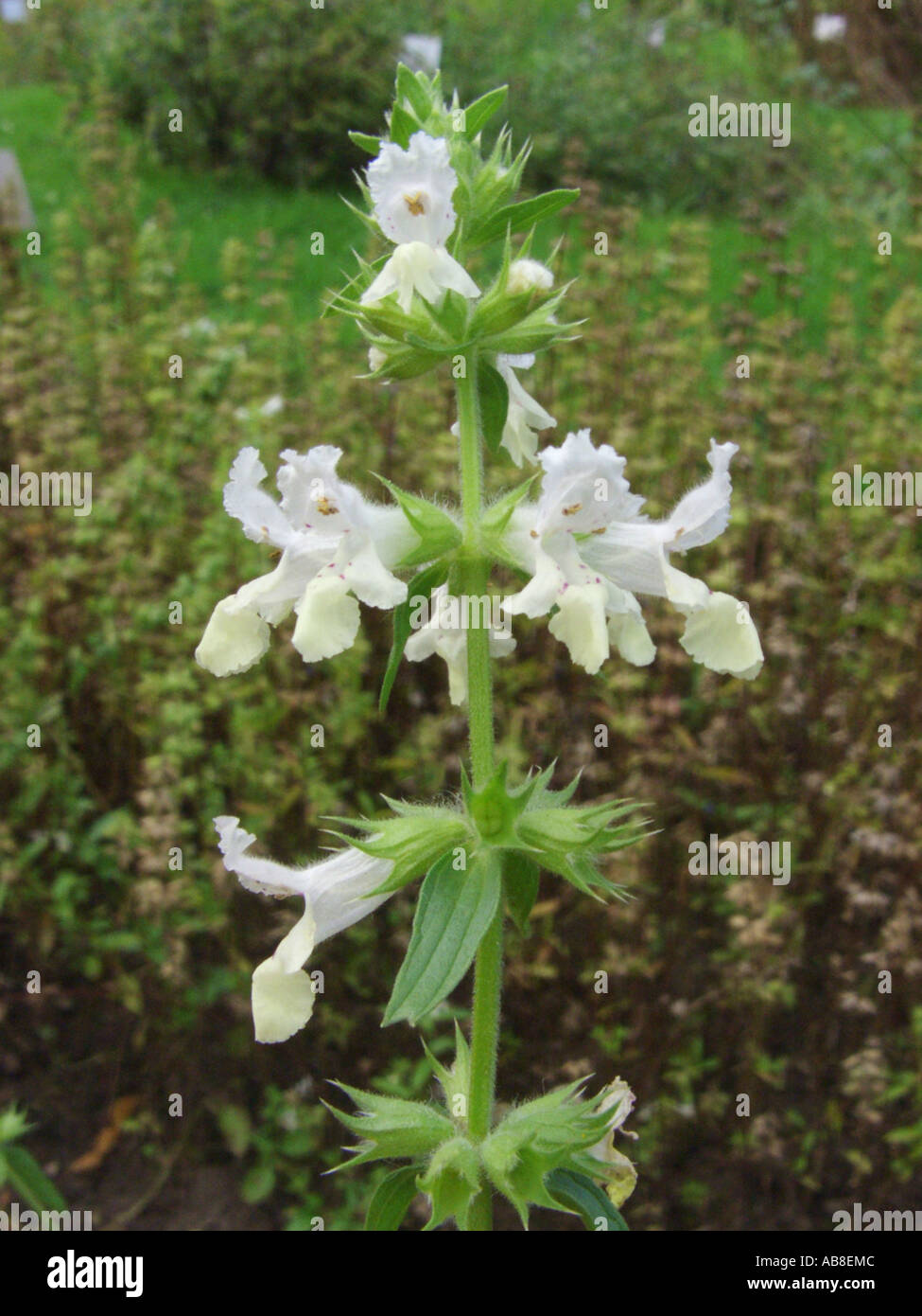 annual yellow-woundwort, hedgenettle betony (Stachys annua), inflorescence Stock Photo