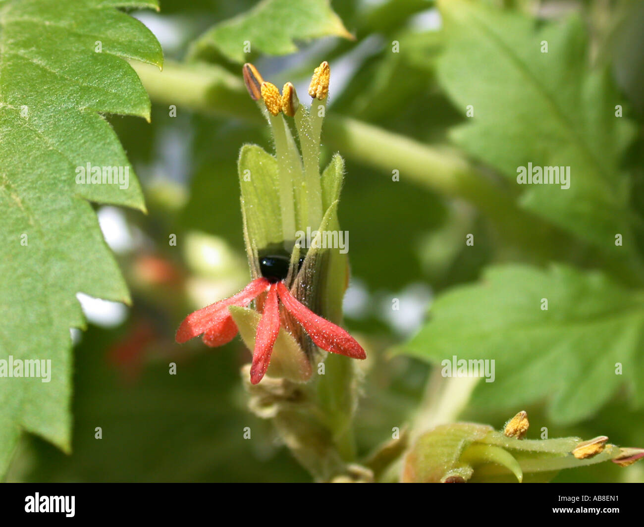 flower Melianthus comosus Stock Photo
