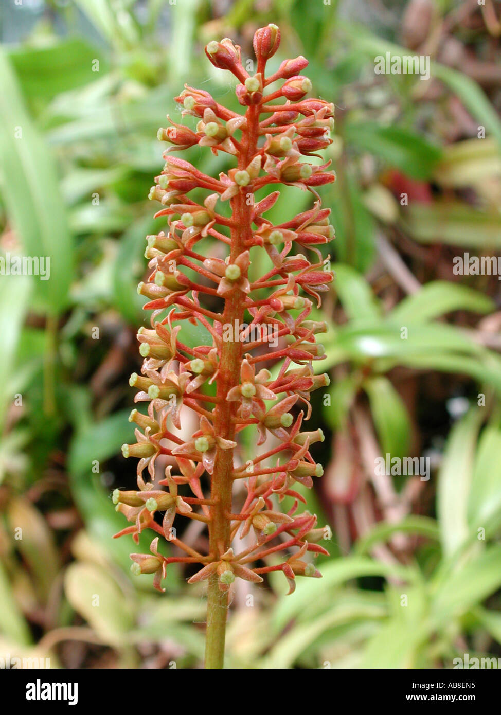 pitcher plant (Nepenthes ventricosa), inflorescence Stock Photo