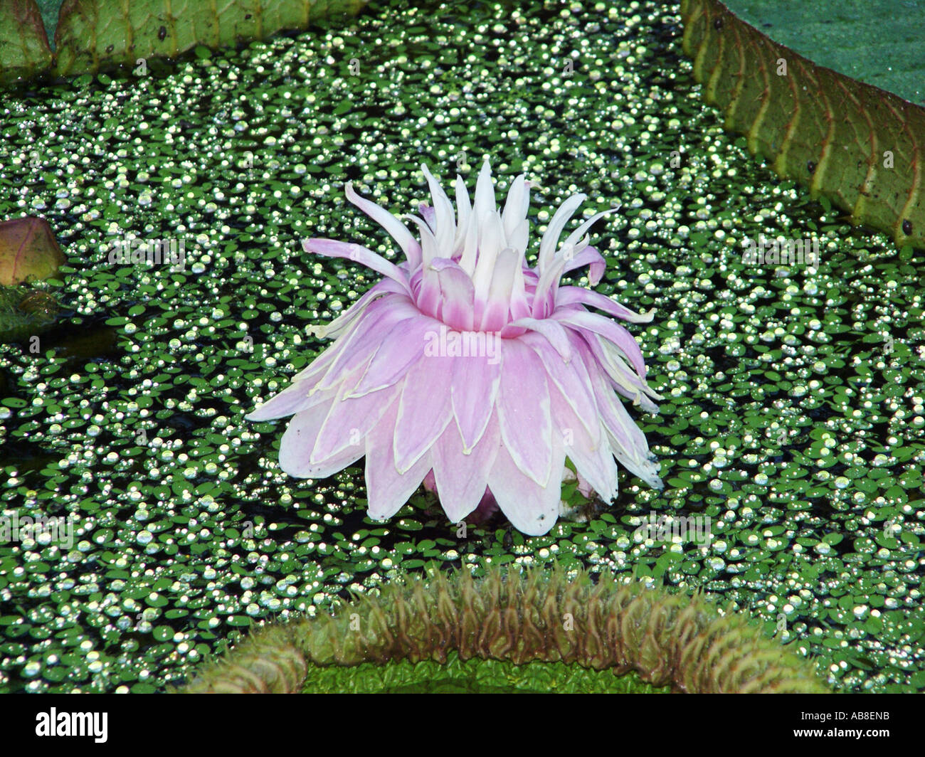 Santa Cruz Water Lily (Victoria cruziana), flower, photographed with flashlight, with Salvinia Stock Photo