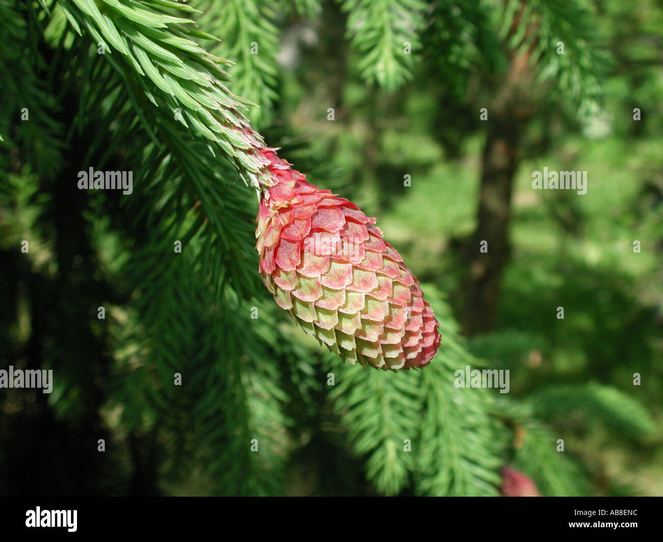 Norway spruce (Picea abies), cv. Acrocona: cone Stock Photo