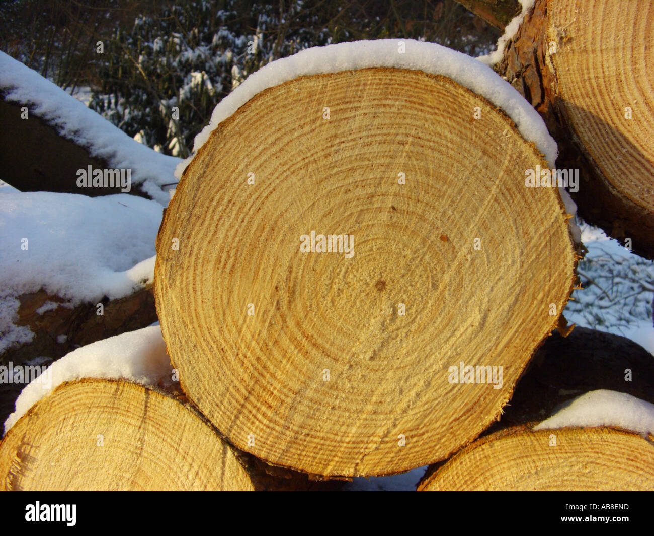 Scotch pine, scots pine (Pinus sylvestris), wood, cut down stem Stock Photo