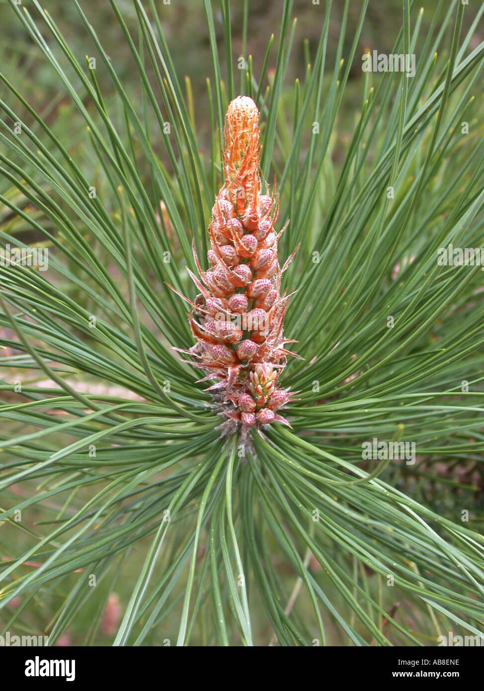 Chinese pine (Pinus tabuliformis), male inflorescences, catkins Stock