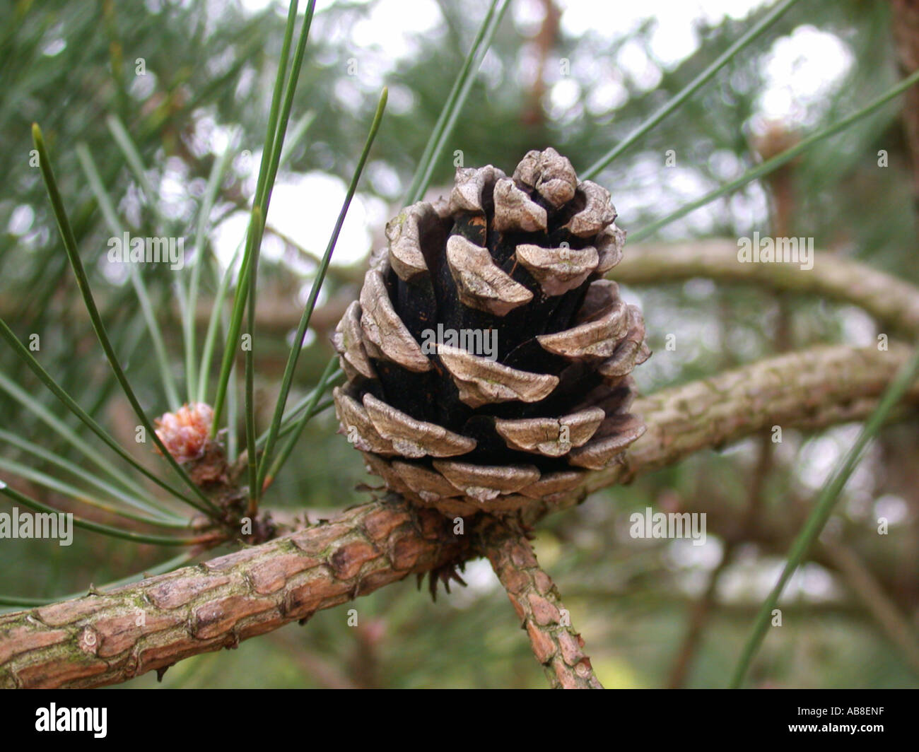 Chinese pine (Pinus tabuliformis), cone Stock Photo