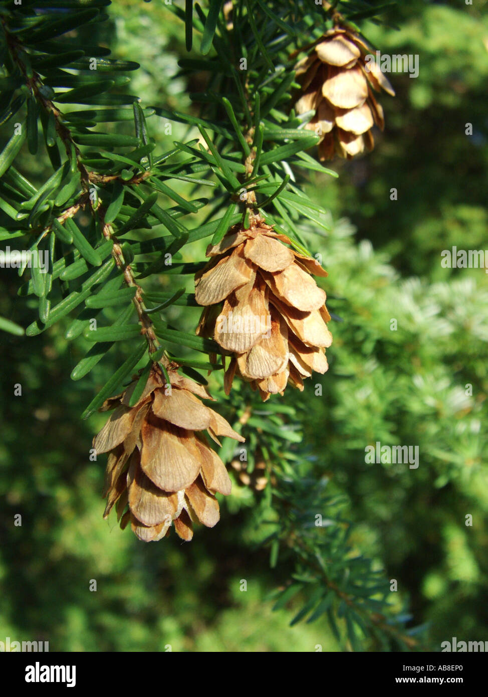western hemlock (Tsuga heterophylla), cones Stock Photo