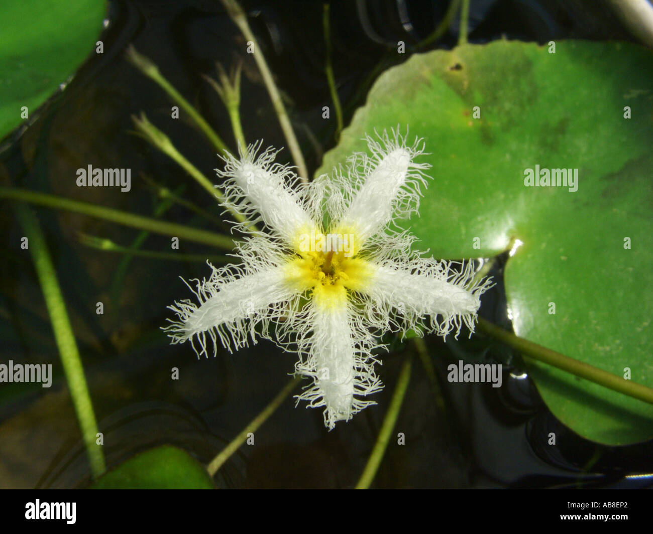 Water Snow-Flake (Nymphoides indica), flower Stock Photo