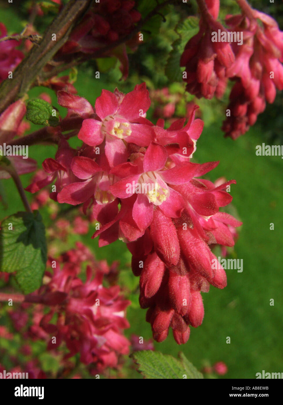 blood currant, red-flower currant, red-flowering currant (Ribes sanguineum), inflorescence Stock Photo