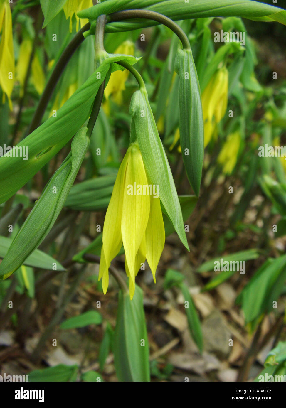 large-flowered bellwort (Uvularia grandiflora), flower Stock Photo