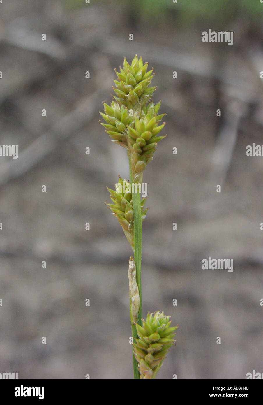 white sedge, hoary sedge (Carex canescens), inflorescence Stock Photo
