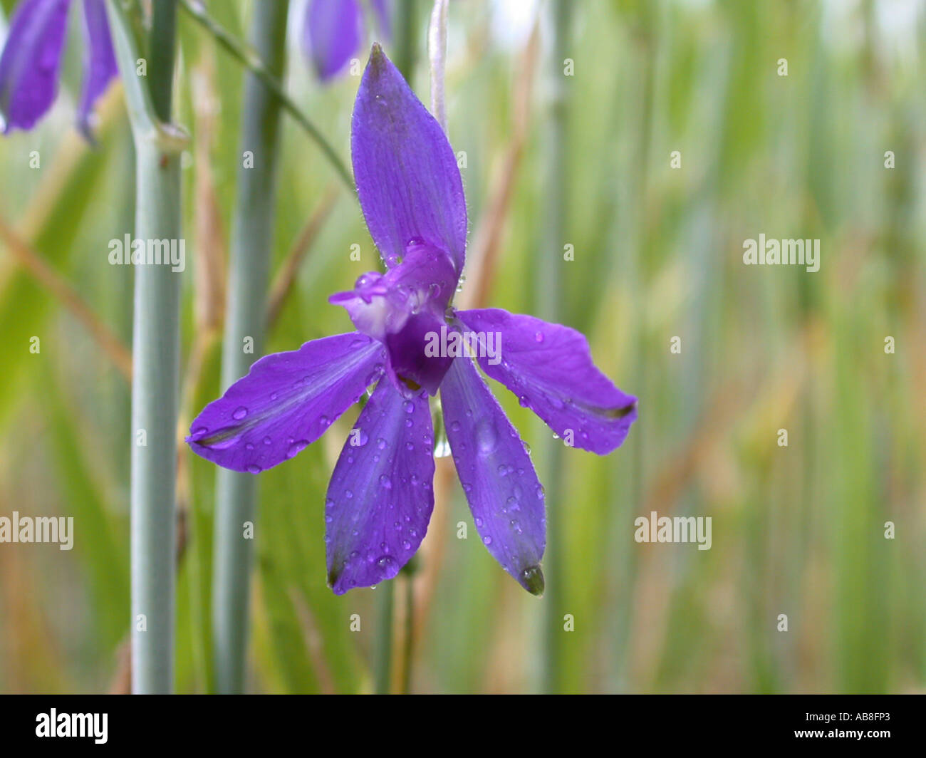 forking larkspur, field larkspur (Consolida regalis, Delphinium consolida), flower with rain drops Stock Photo