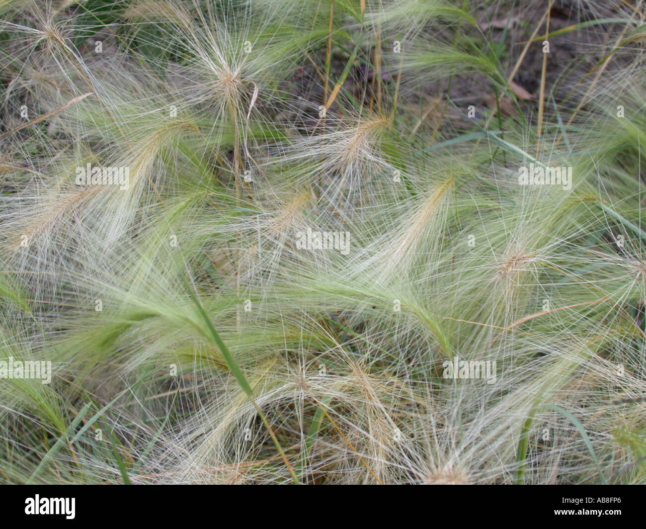 wild barley, foxtail barley, squirrel-tail grass (Hordeum jubatum), blooming plants Stock Photo