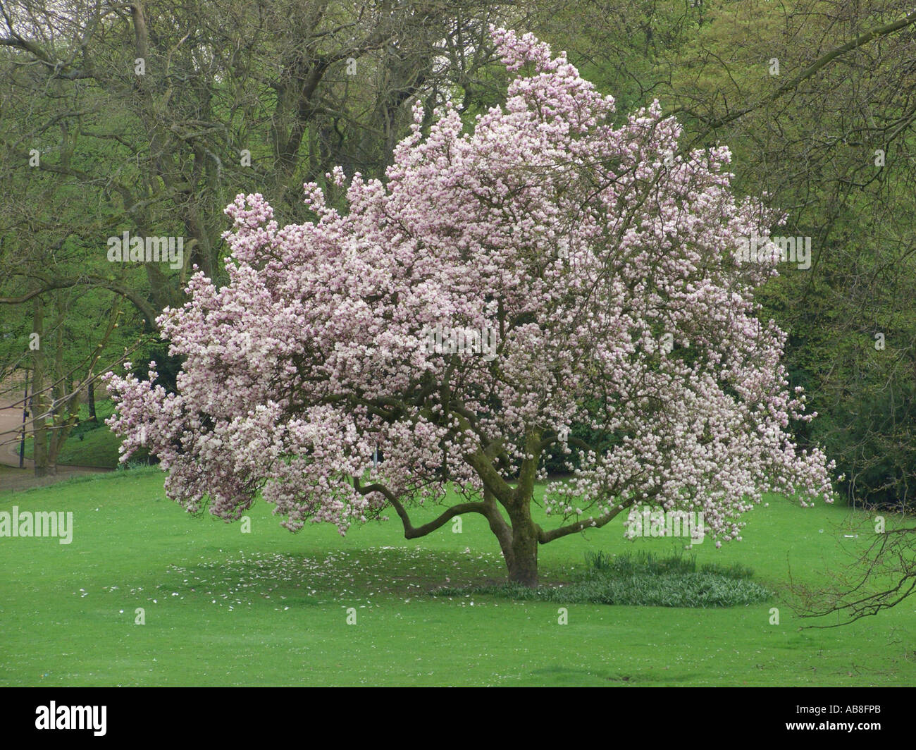 saucer magnolia (Magnolia x soulangiana, Magnolia soulangiana, Magnolia x soulangeana, Magnolia