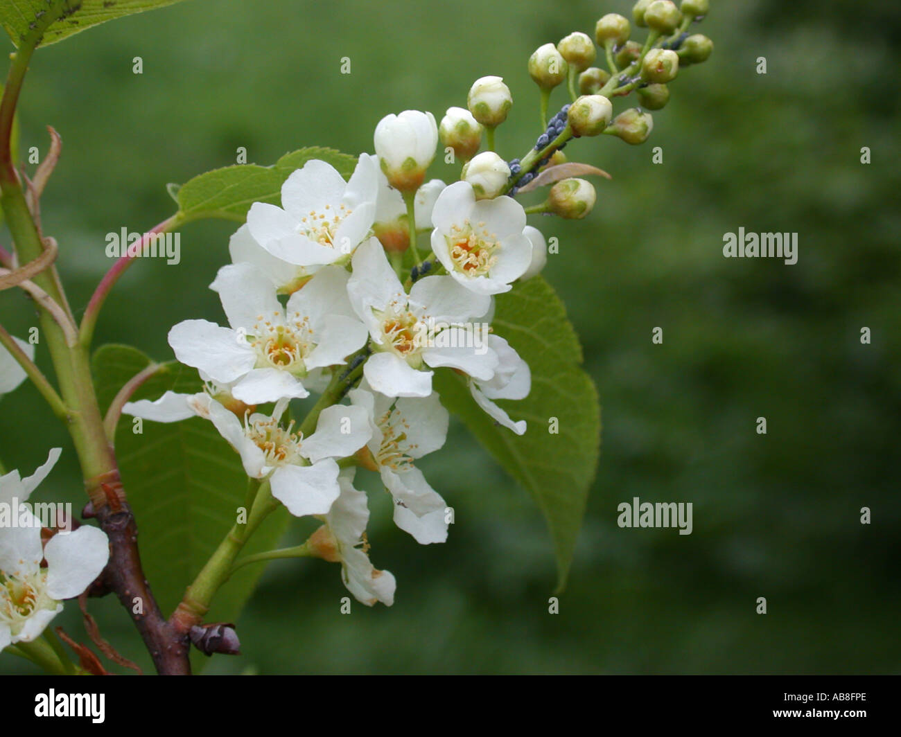 European bird cherry (Prunus padus (Padus avium)), inflorescence Stock Photo