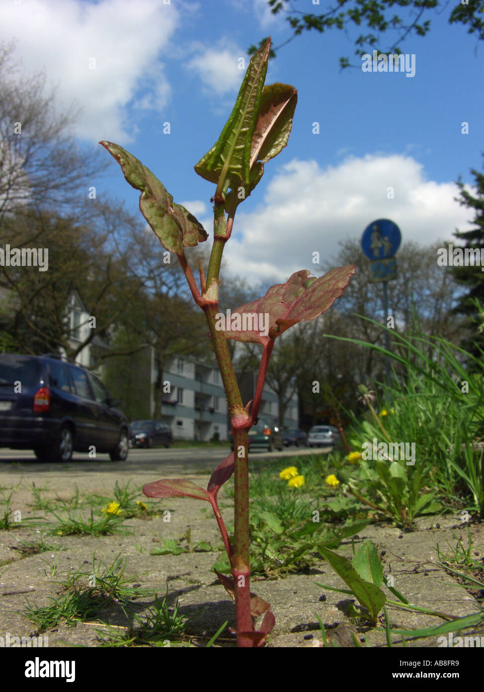 Japanese Knotweed (Fallopia japonica (Reynoutria japonica)), young shoot on a pavement with a car in the background Stock Photo