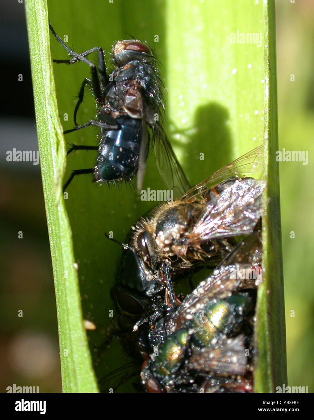 Digested Fly White Trumpet (Sarracenia leucophylla), pitcher trap, longitudinal ...