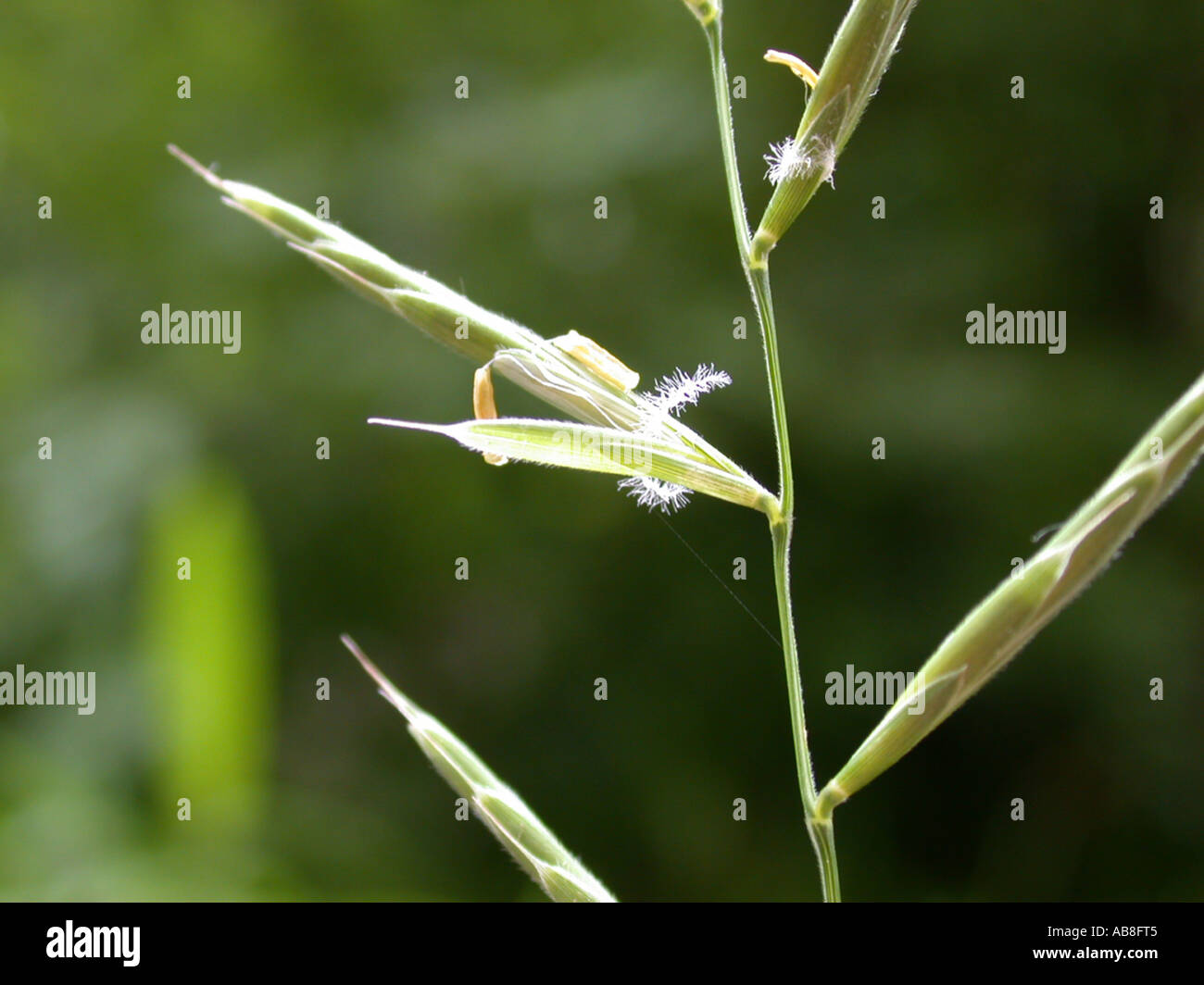tor-grass (Brachypodium pinnatum), spiklet Stock Photo