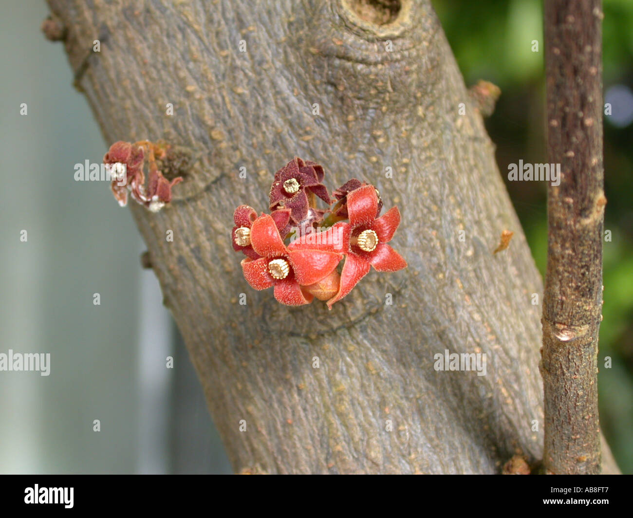 colanut, kolanut (Cola caricifolia (Cola afzelii)), cauliflory Stock Photo