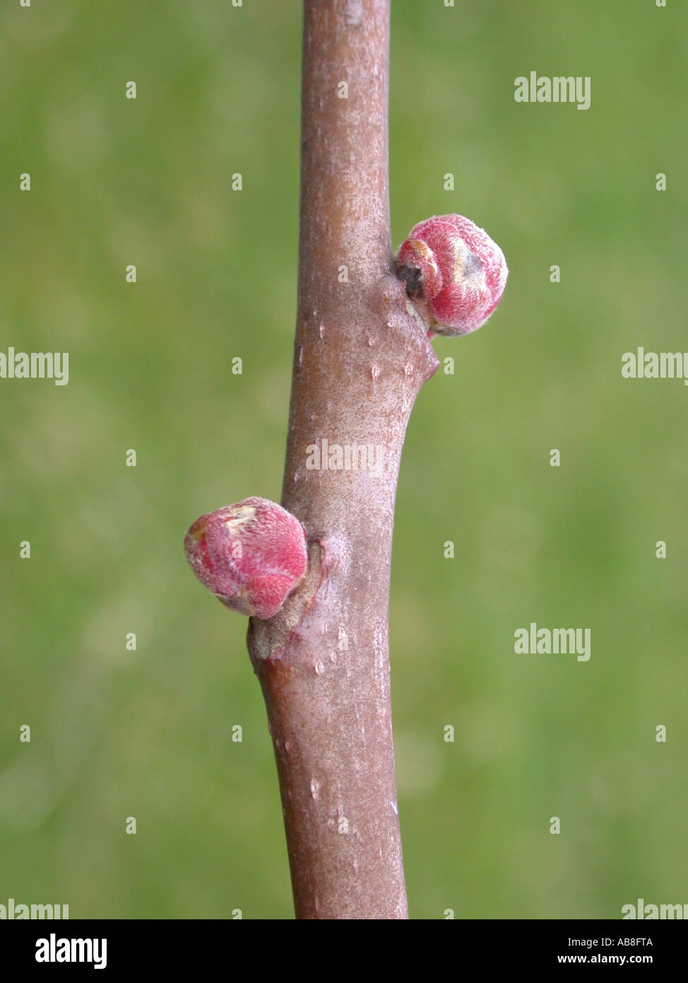 tree of heaven, treeofheaven (Ailanthus altissima), buds Stock Photo