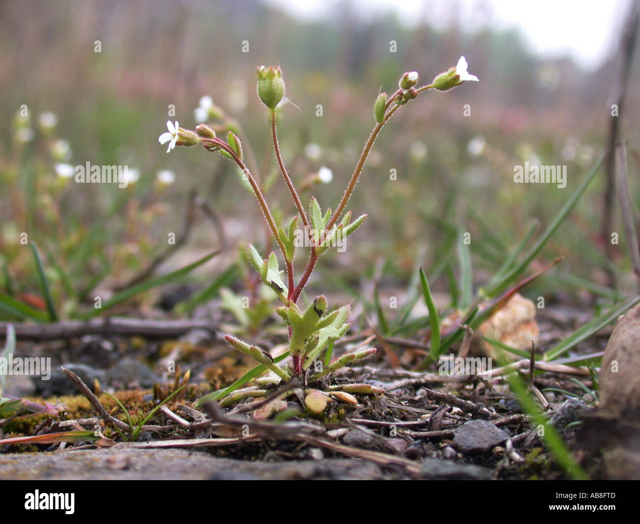 Saxifraga tridactylites (Saxifraga tridactylites), blooming plant on industrial ground Stock Photo