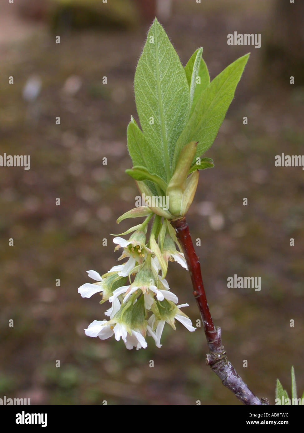 indian plum (Osmaronia cerasiformis, Oemleria cerasiformis), inflorescence Stock Photo