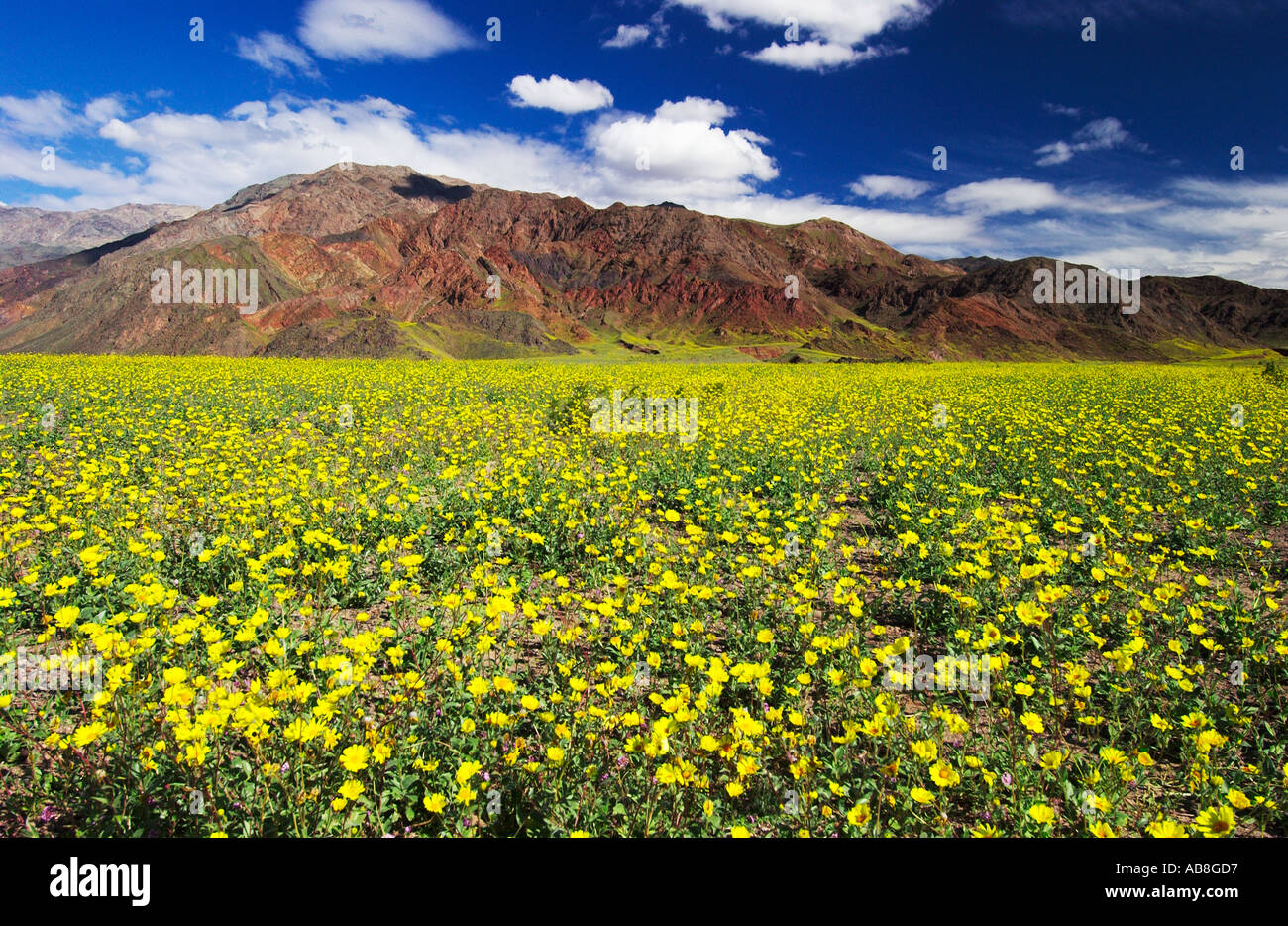 Desert Gold Geraea canescens spring wildflowers bloom in Death Valley ...