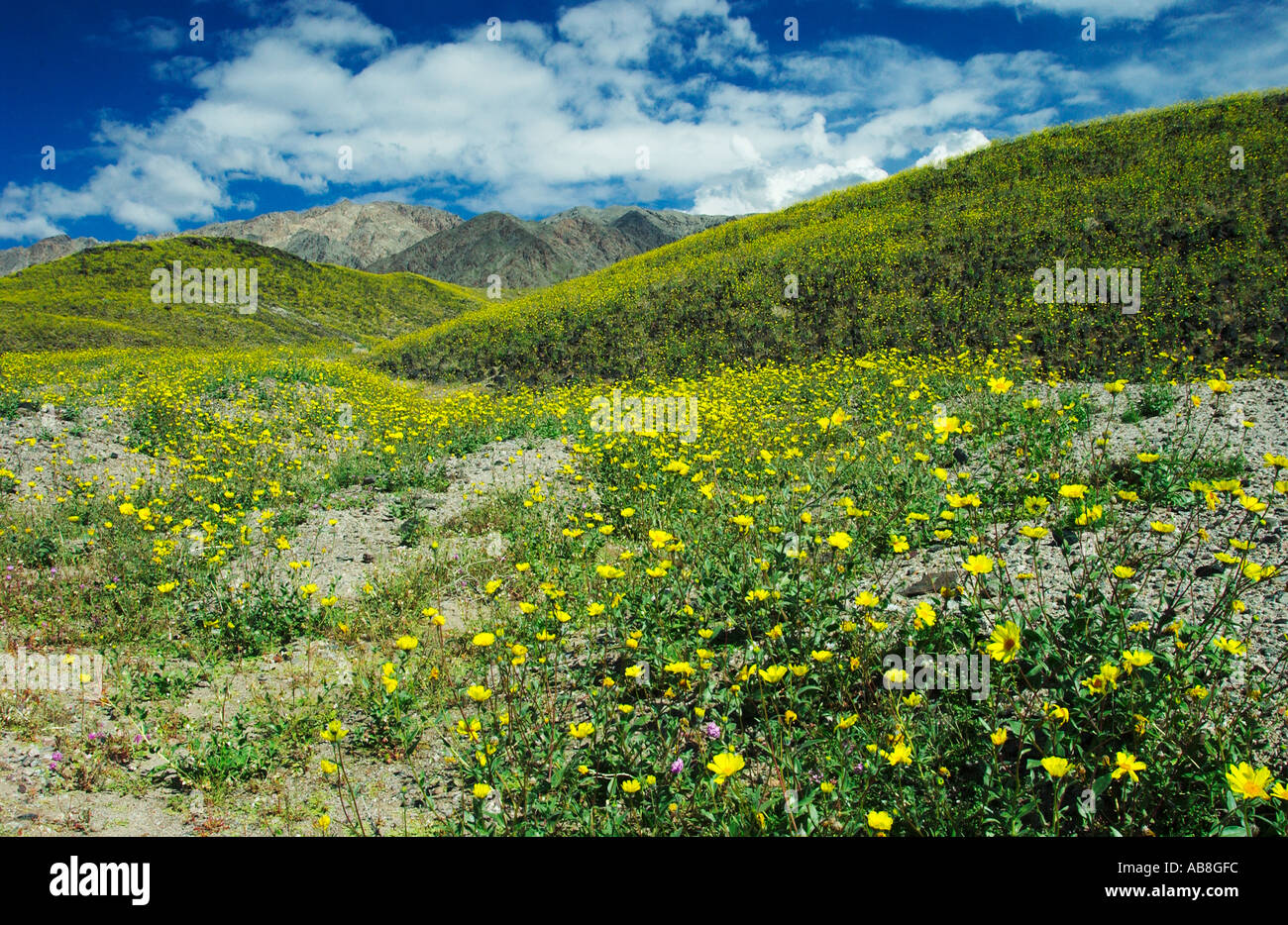 Desert Gold Geraea canescens spring wildflowers bloom in Death Valley ...