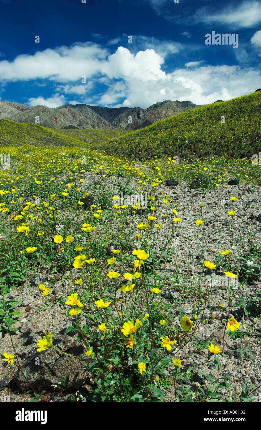 Desert Gold Geraea canescens spring wildflowers bloom in Death Valley ...
