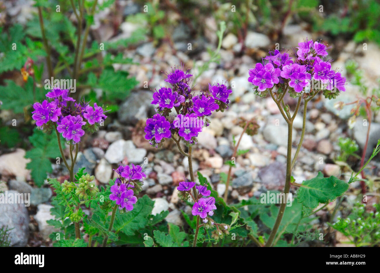 Purple Phacelia Phacelia crenulata in Death Valley National Park California USA Stock Photo