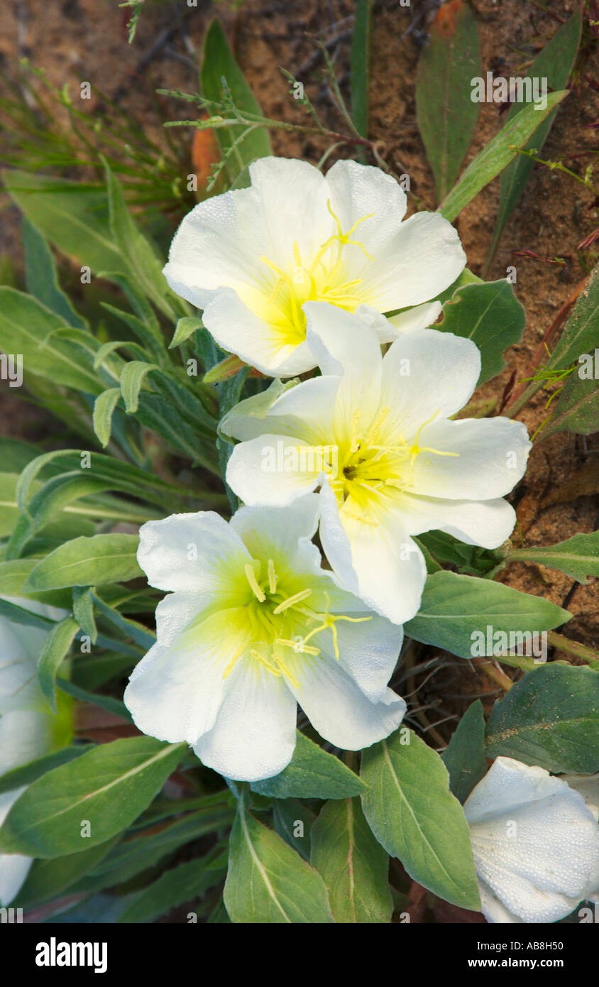 Birdcage Evening Primrose Oenothera deltoides in the Mojave Desert ...
