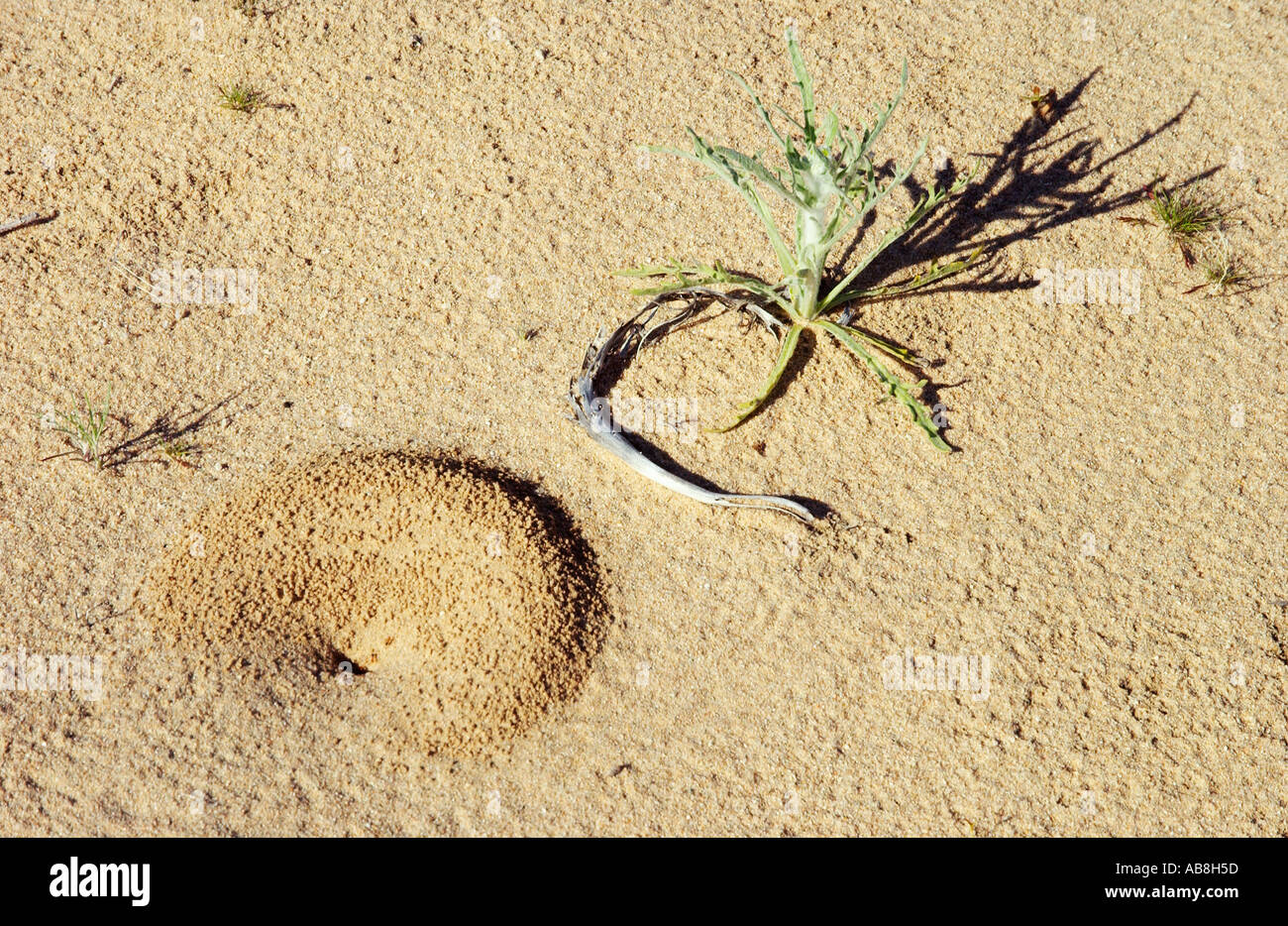A circular ant hill pattern in the Mojave Desert near Twenty nine Palms ...