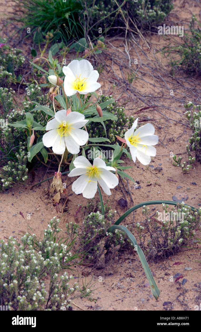 Birdcage Evening Primrose Oenothera deltoides in the Mojave Desert ...