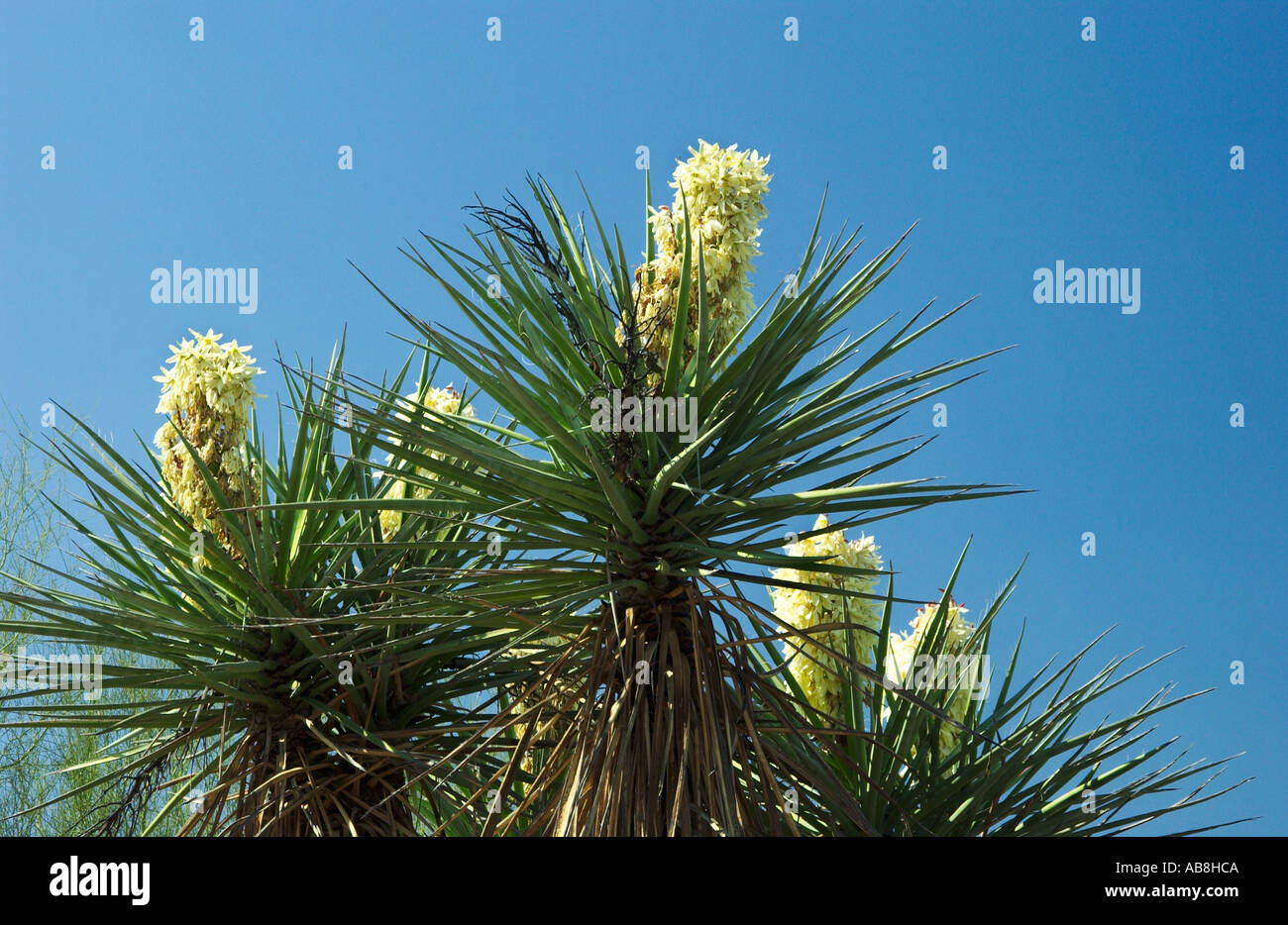 Yucca Blossoms In The Desert Botanical Gardens In Phoenix Arizona USA ...