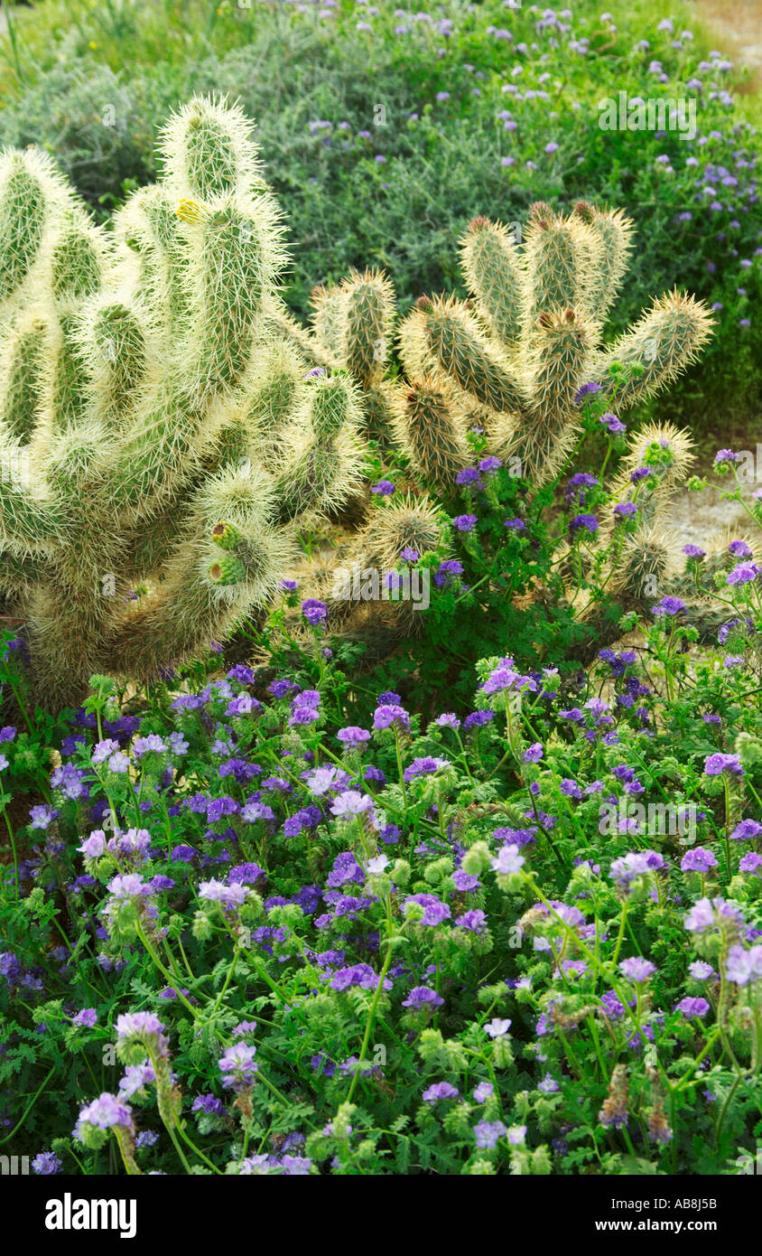 Various cactus and the notched leaf Phacelia Phacelia crenulata in the Anza Borrego Desert California USA Stock Photo
