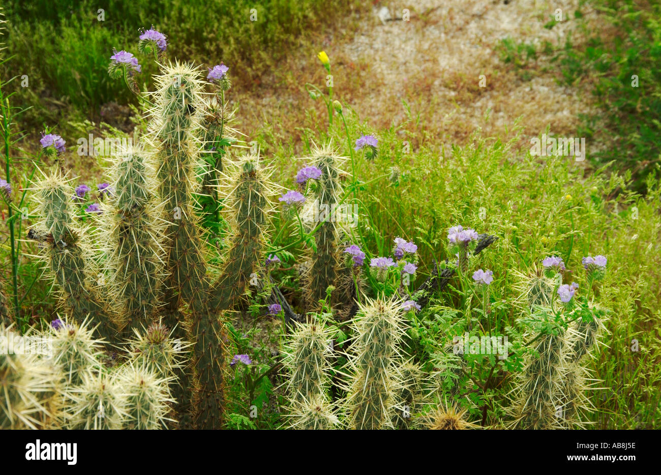 Various cactus and the notched leaf Phacelia Phacelia crenulata in the Anza Borrego Desert California USA Stock Photo