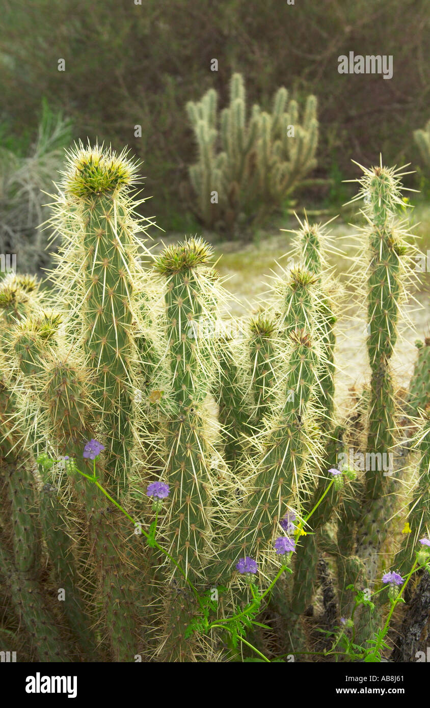 Various cactus and the notched leaf Phacelia in the Anza Borrego Desert California USA Stock Photo