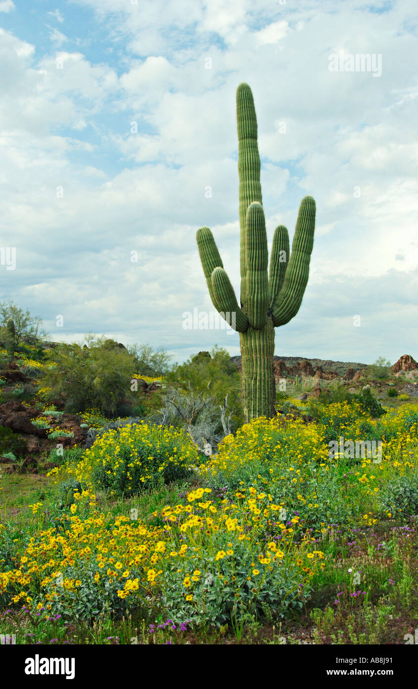 Desert landscape with saguaro cactus and spring wildflowers in Organ ...