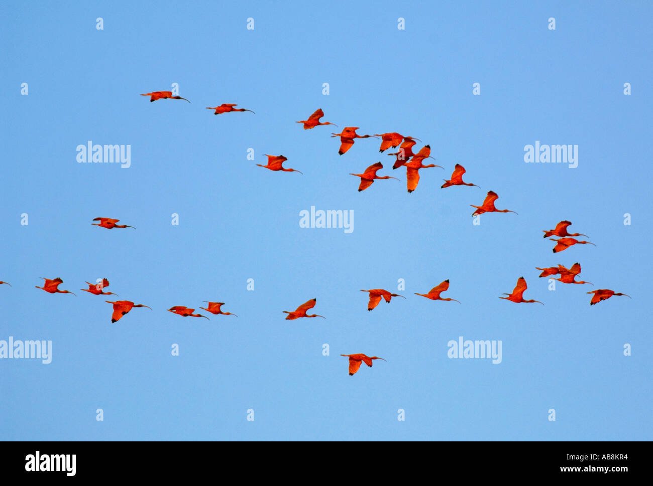 West Indies Trinidad Caroni Bird Sanctuary Flock of Scarlett Ibis flying across blue sky Stock Photo