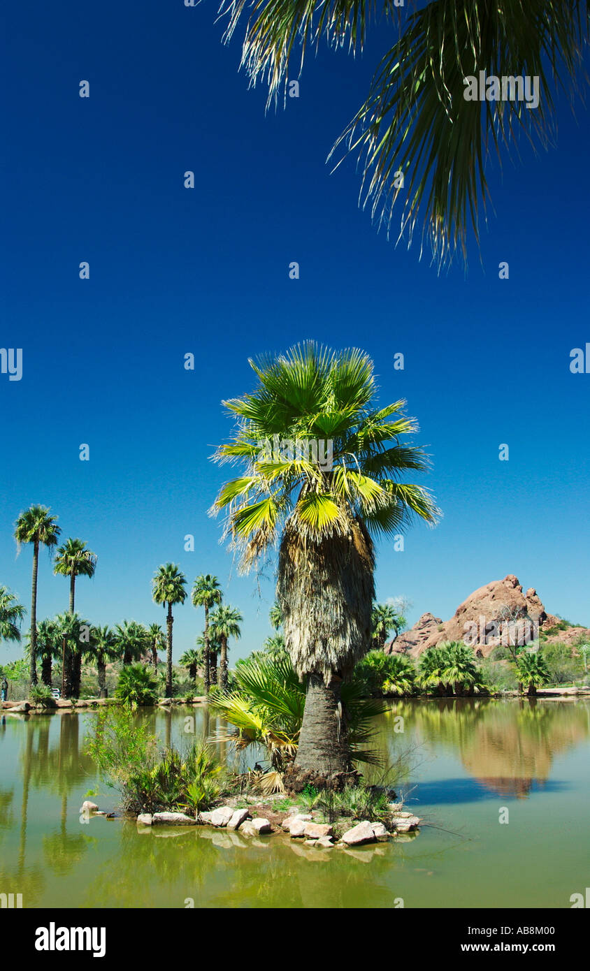 Plam trees oasis hires stock photography and images Alamy