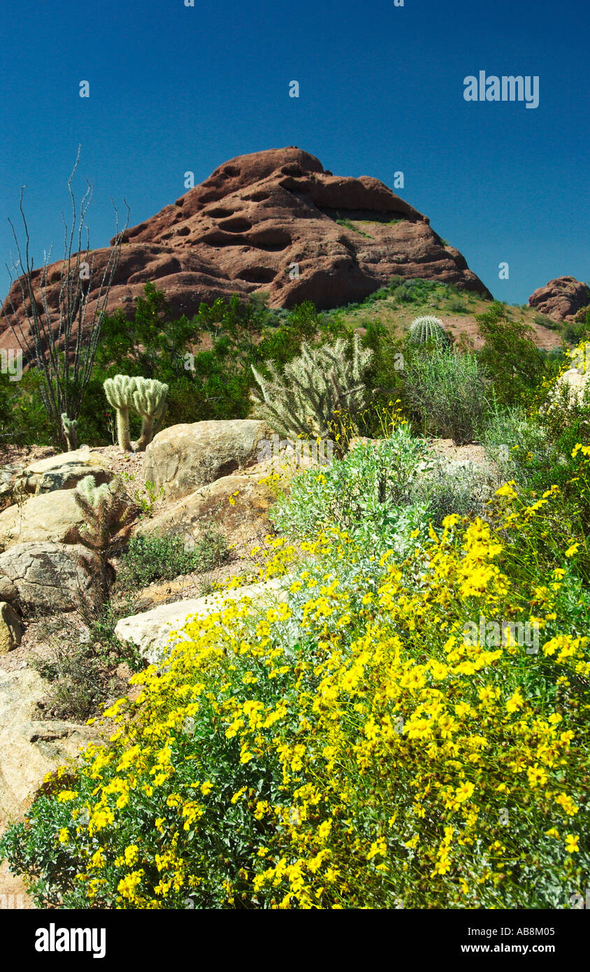 Brittlebush and cholla cactus in the Desert Botanical Gardens in