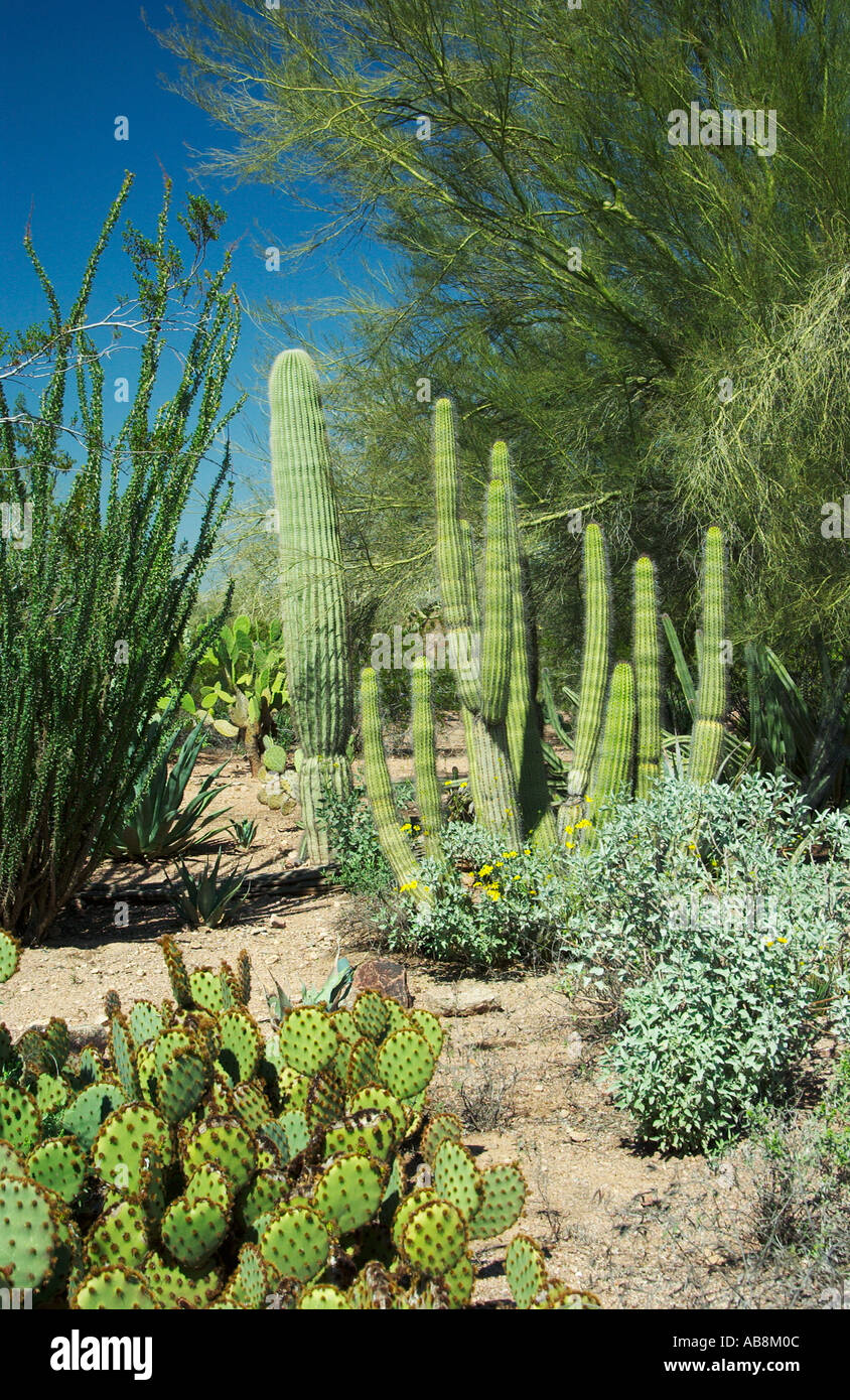 A variety of cactus in the Desert Botanical Gardens in Phoenix Arizona USA  Stock Photo - Alamy
