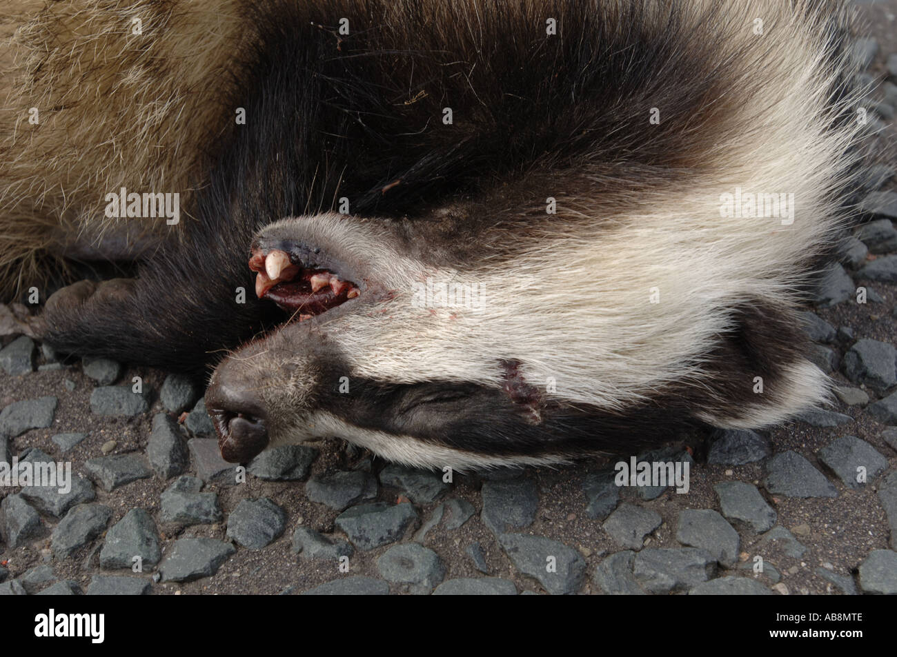 Dead Badger Stock Photo