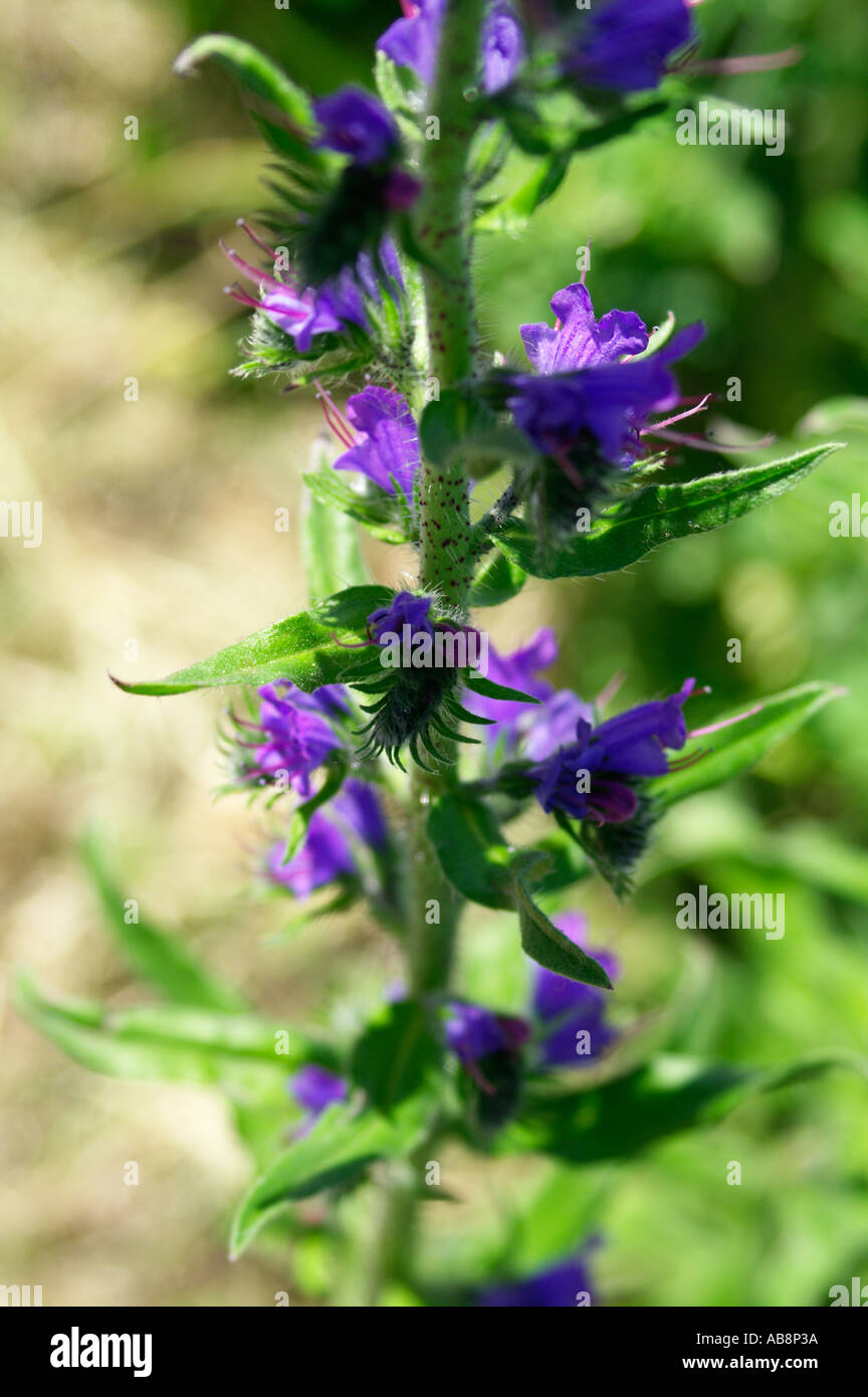 Echium vulgare Stock Photo Alamy